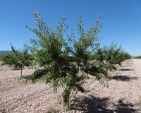 Venta - Plot - Yecla - Yecla Centro