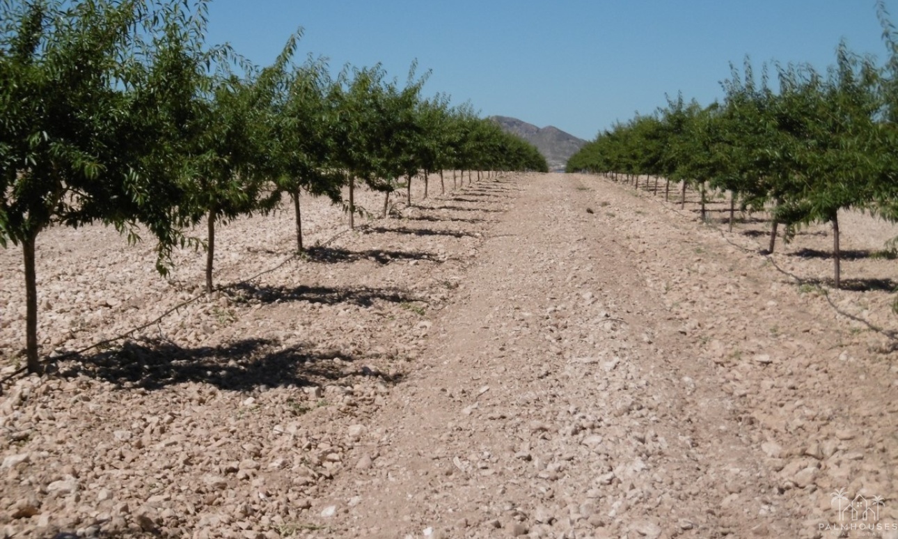 Venta - Plot - Yecla - Yecla Centro