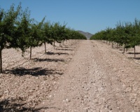 Venta - Plot - Yecla - Yecla Centro