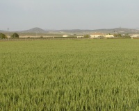 Venta - Plot - Yecla - Yecla Centro