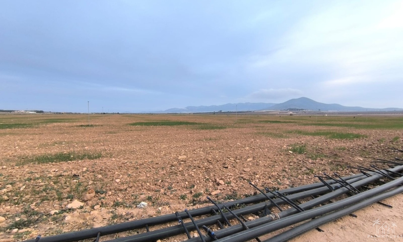Venta - Plot - Yecla - Yecla Centro