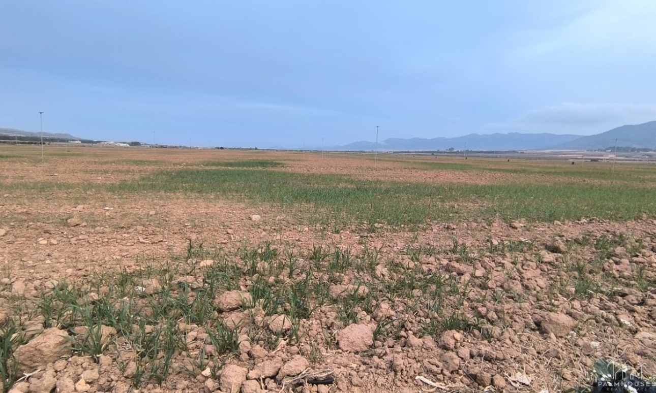 Venta - Plot - Yecla - Yecla Centro