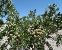 Venta - Plot - Yecla - Yecla Centro
