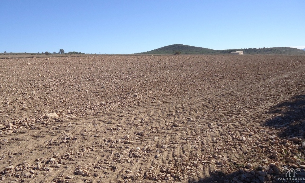 Venta - Plot - Yecla - Yecla Centro