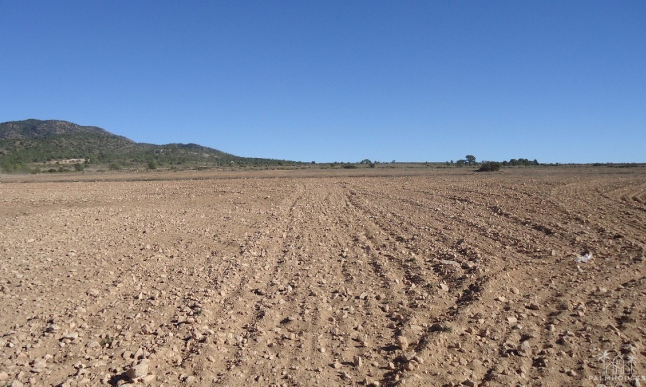 Venta - Plot - Yecla - Yecla Centro