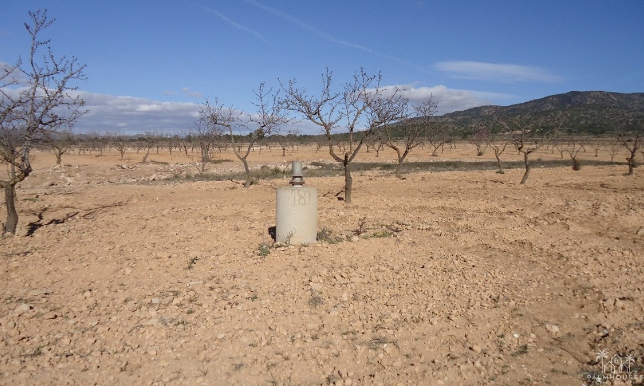 Venta - Plot - Yecla - Yecla Centro