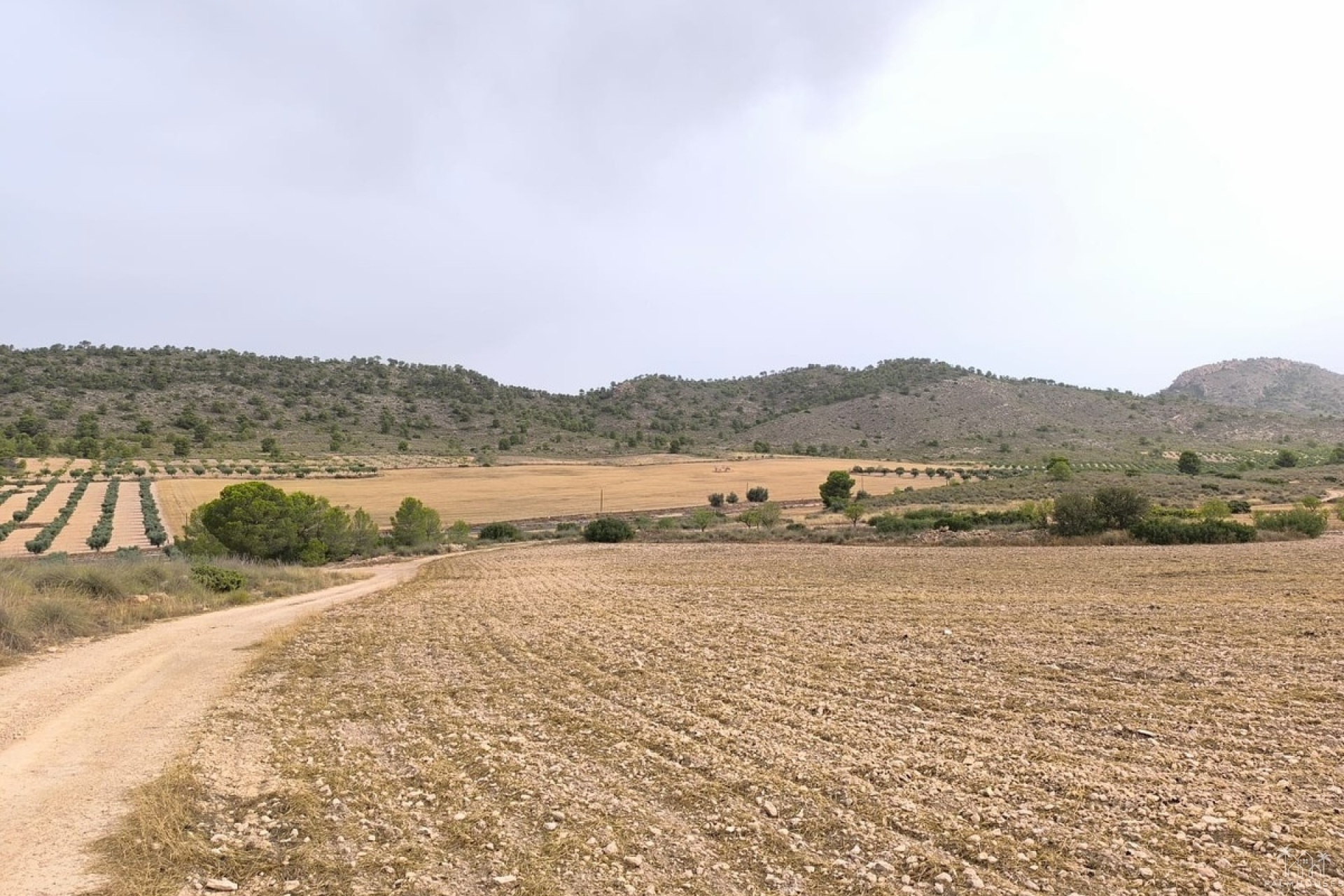 Venta - Plot - Yecla - Yecla Centro