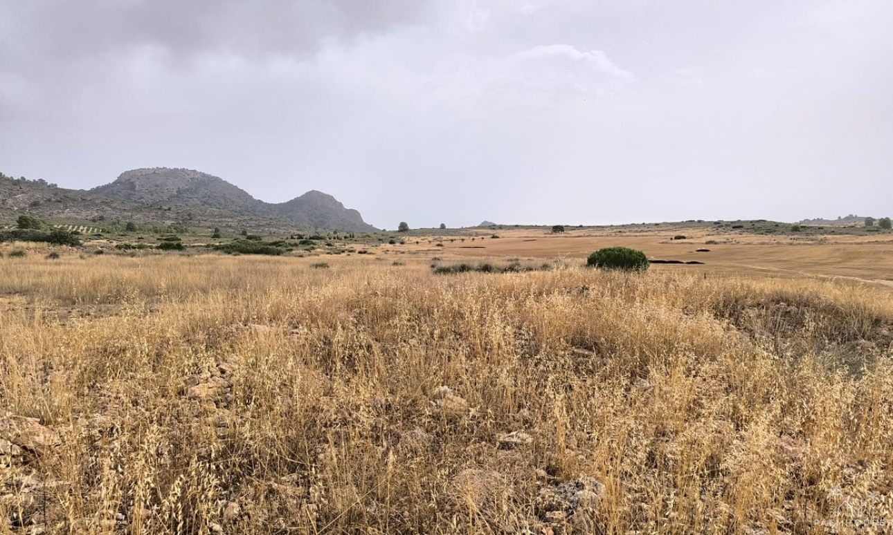 Venta - Plot - Yecla - Yecla Centro
