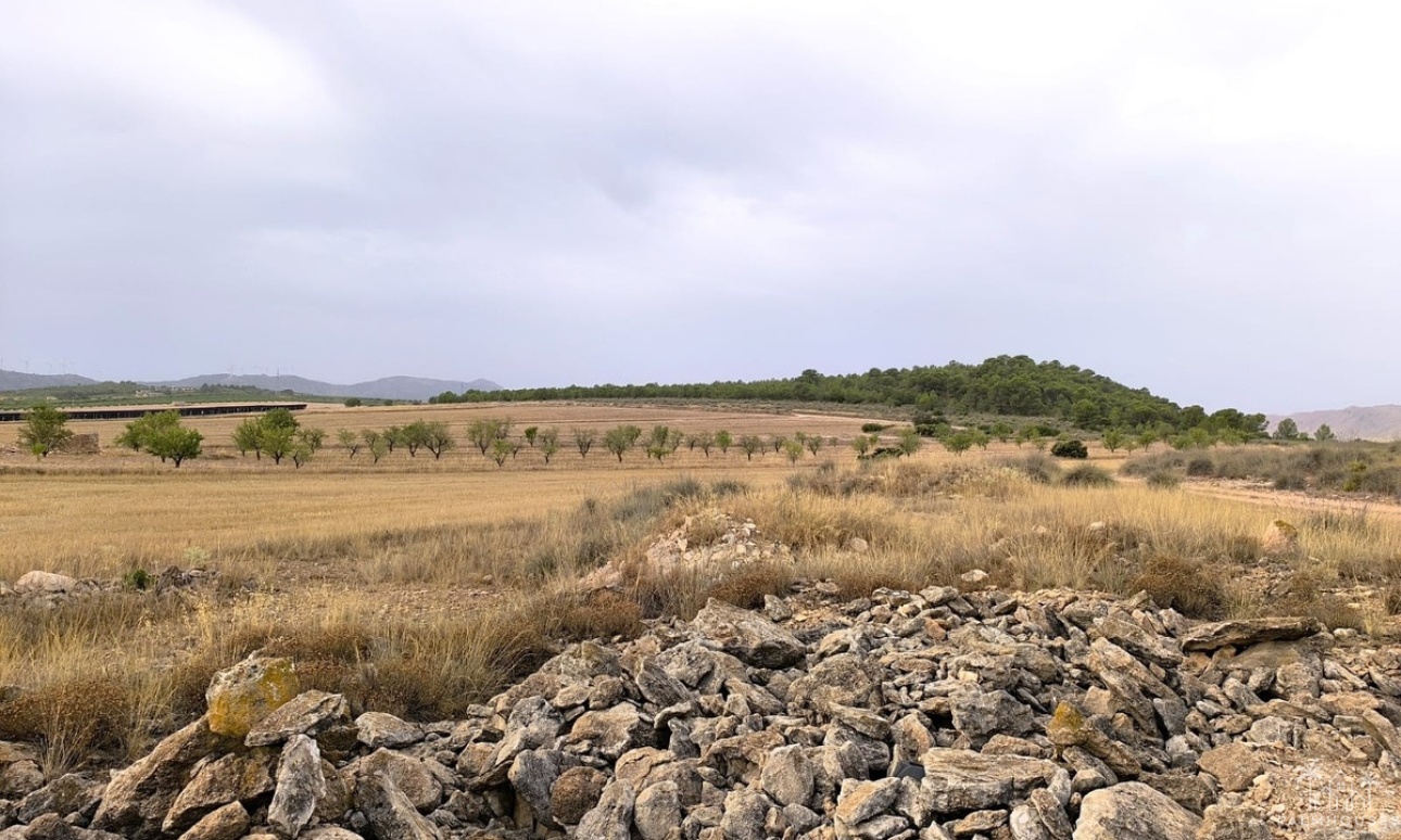 Venta - Plot - Yecla - Yecla Centro
