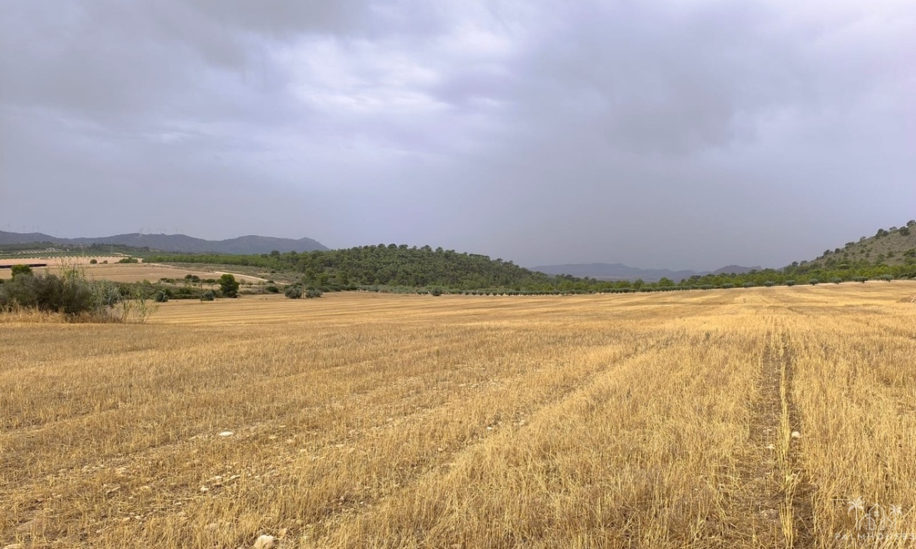Venta - Plot - Yecla - Yecla Centro
