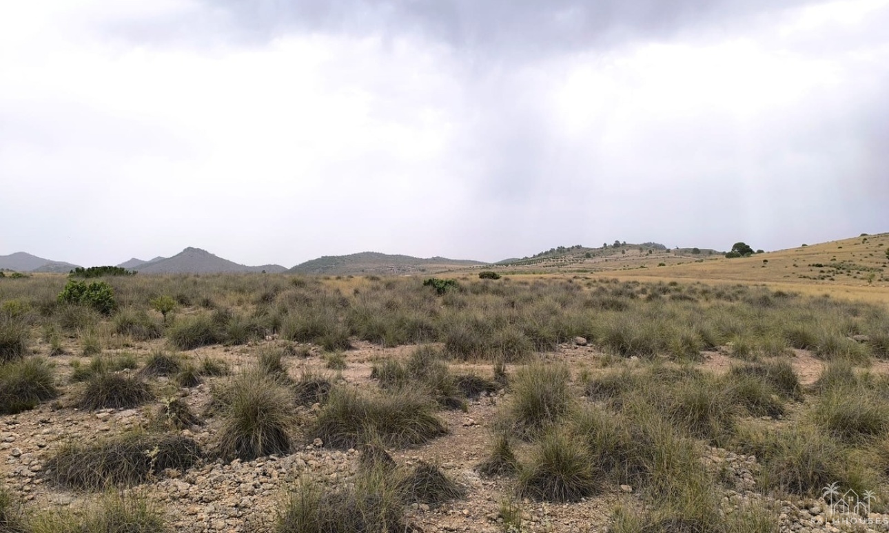 Venta - Plot - Yecla - Yecla Centro