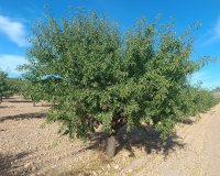 Venta - Plot - Yecla - Yecla Centro