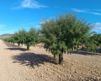 Venta - Plot - Yecla - Yecla Centro