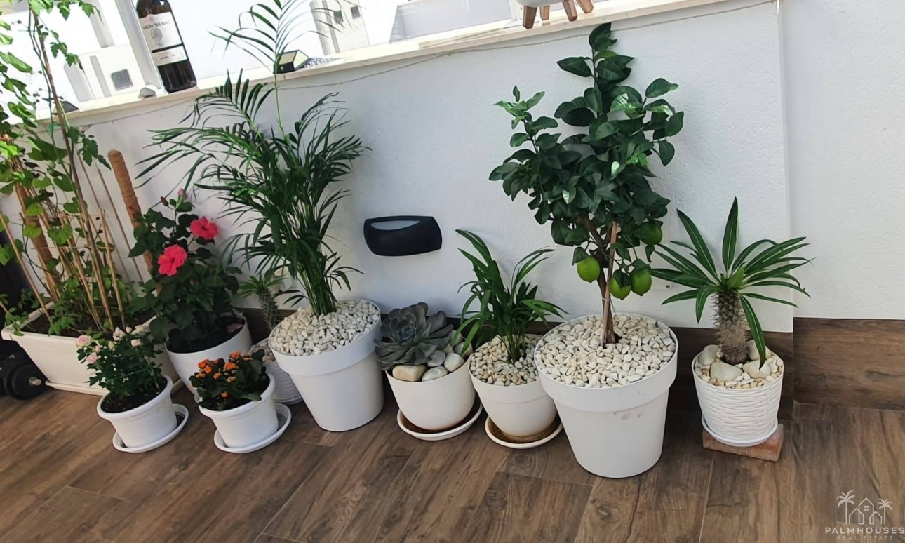 Venta - Villa - San Pedro del Pinatar - Center