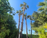 Venta - Villa - Torrevieja - La Siesta