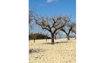 Revente - Plot - Bullas - Costa Calida