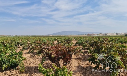 Herverkoop - Plot - Pinoso - Pinoso Centro