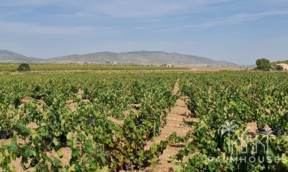 Herverkoop - Plot - Pinoso - Pinoso Centro