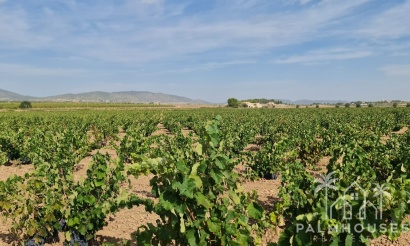 Herverkoop - Plot - Pinoso - Pinoso Centro