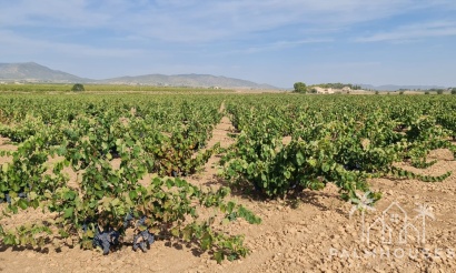 Herverkoop - Plot - Pinoso - Pinoso Centro