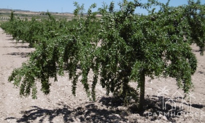 Venta - Plot - Yecla - Yecla Centro