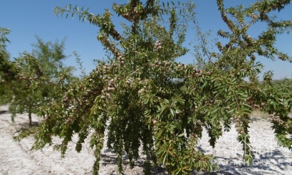 Venta - Plot - Yecla - Yecla Centro