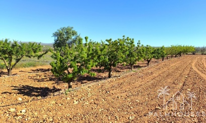 Revente - Country house - Yecla - Yecla Centro