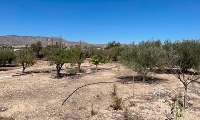 Revente - Villa - Crevillente - Crevillent - Crevillente - Crevillent Centro