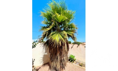 Resale - Villa - Torrevieja - Costa Blanca