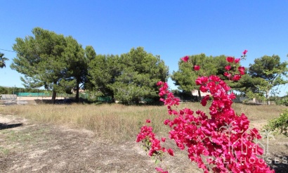 Revente - Villa - Elche - Elche Centro