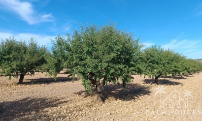 Venta - Plot - Yecla - Yecla Centro