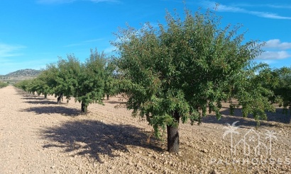 Venta - Plot - Yecla - Yecla Centro