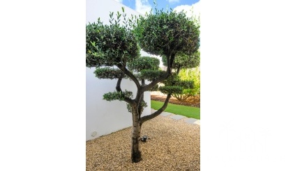 Revente - Villa - Orihuela - Inland