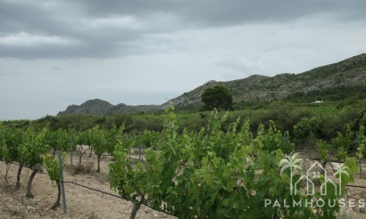 Nouvelle construction - Villa - Alicante - Yecla